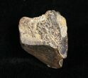Worn Triceratops Tooth - Montana #4465-1